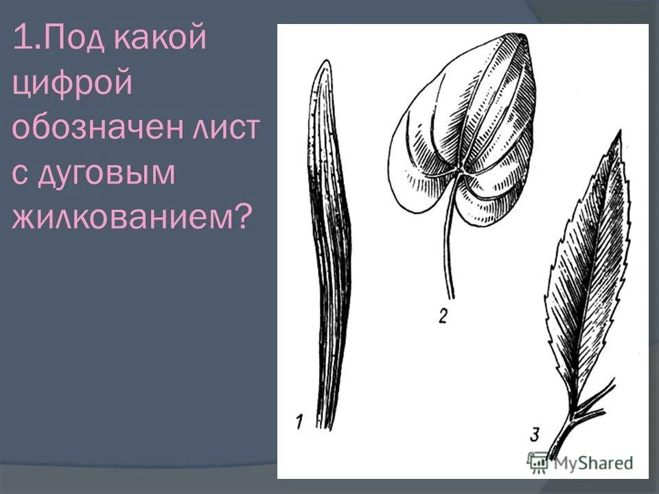 Какое жилкование у листа кукурузы. Какое жилкование у листа кукурузы