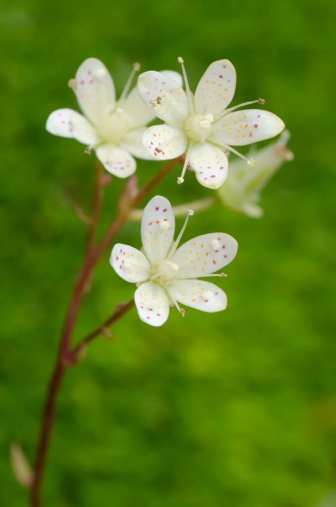 Saxifraga bronchialis. Маленькие белые цветочки редкие. Small цветы. Тини цветок.