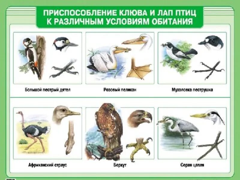 Среда обитания птиц. Приспособление птиц к среде обитания. Экологические группы птиц. Приспособленность птиц. Группы питания птиц