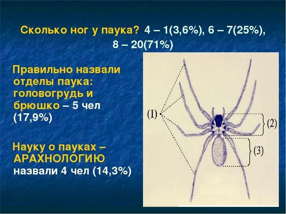 Паукообразные пар ног. Сколько ног у паука. паукообразные кол во ног. сколько конечностей у паука. количество ног у паукообразных.