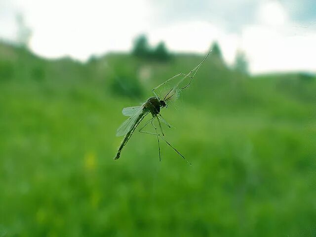 Летучий комар