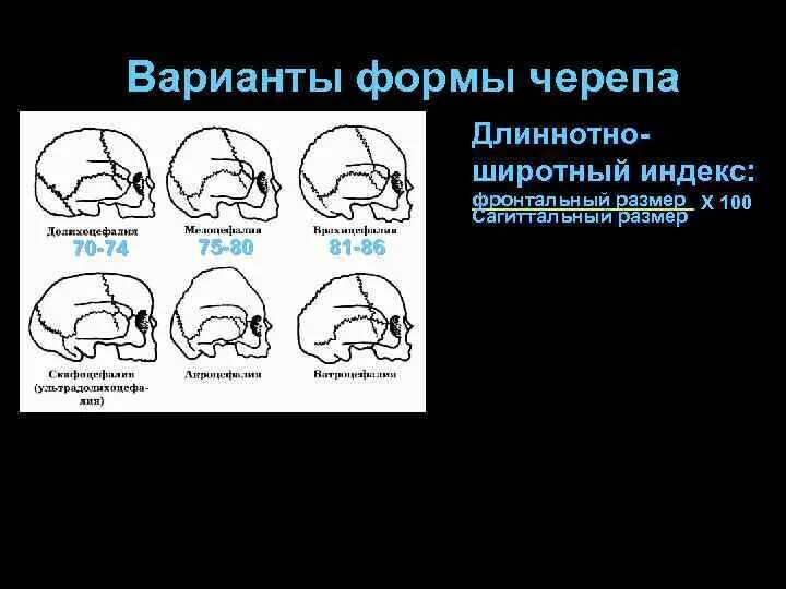 Варианты формы черепа. Форма черепа. Три основные формы черепа.