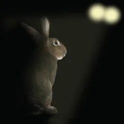 Rabbit in headlights. Rabbit in headlights