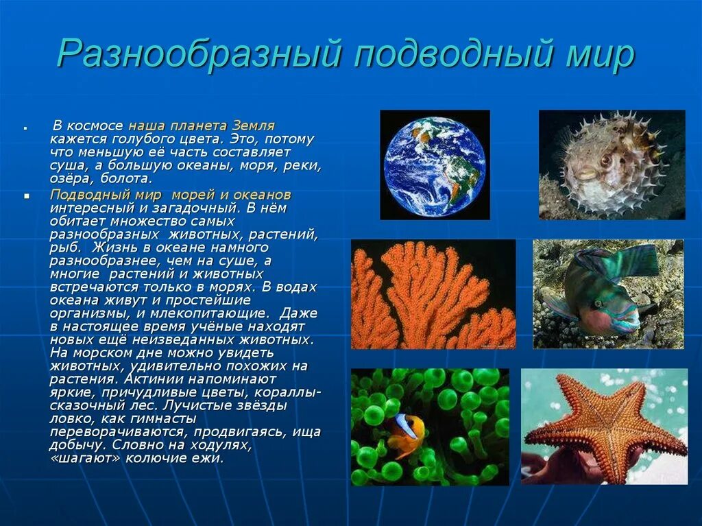 5 морских океанов. Морские и Океанические обитатели. Морские обитатели описание. Презентация морские обитататели. Морские животные с описанием.