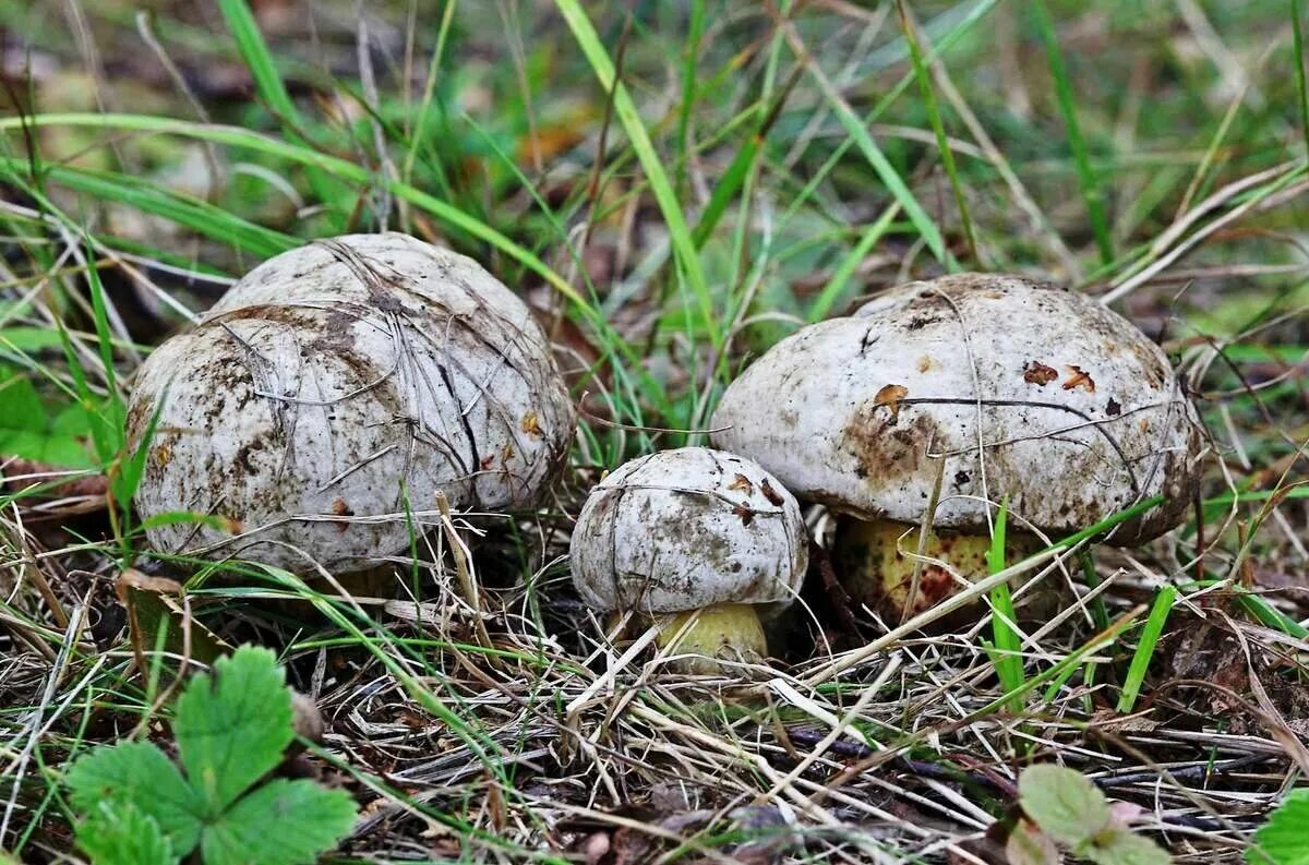 Боровик укореняющийся (boletus radicans). Боровик укореняющийся гриб. Болет горький губчатый. Боровик коренастый. Боровик берроуза гриб.