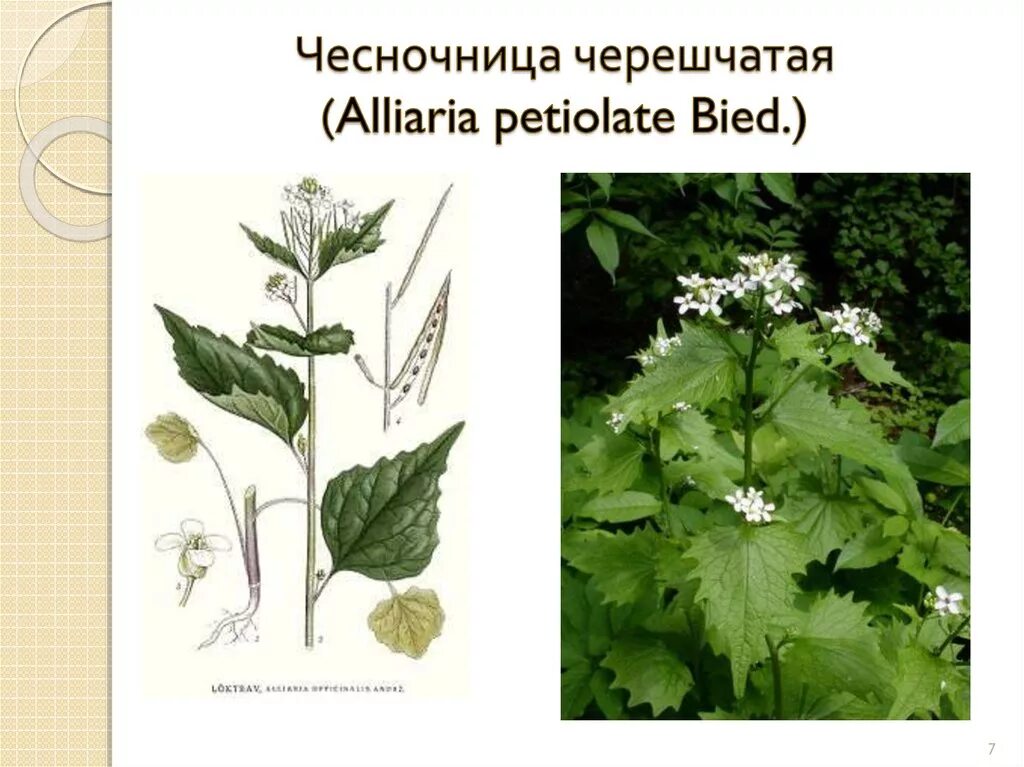 Чесночница черешковая растение. Чесночница крестоцветные. Чесночник черешчатый. Чесночница черешчатая Alliaria petiolata.