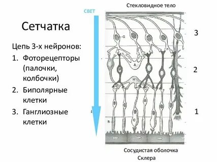 Биполярные клетки сетчатки