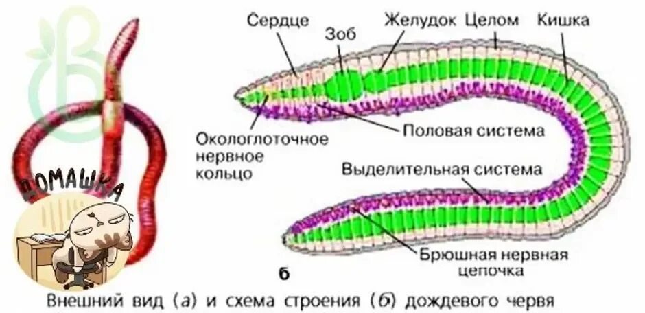 Внешний вид и схема строения дождевого червя. Схема кольчецы кольчатые черви. Схема внутреннего строения дождевого червя. Схема строения кольчатых червей 7 класс. Рисунок строения червя