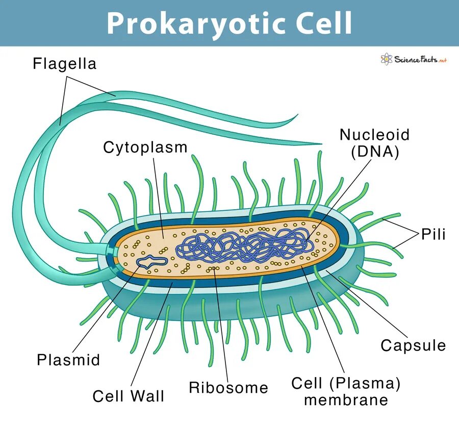 Строение прокариотической клетки. Prokaryotic Cell. Prokaryotic Cell structure. Структура прокариотической клетки. Цитоплазма прокариотическая клетка