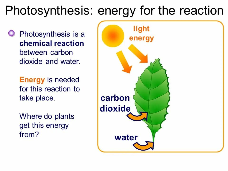 Алоэ фотосинтез. Plants Photosynthesis. What is Photosynthesis. Photosynthesis Stages. Fungi Photosynthesis.