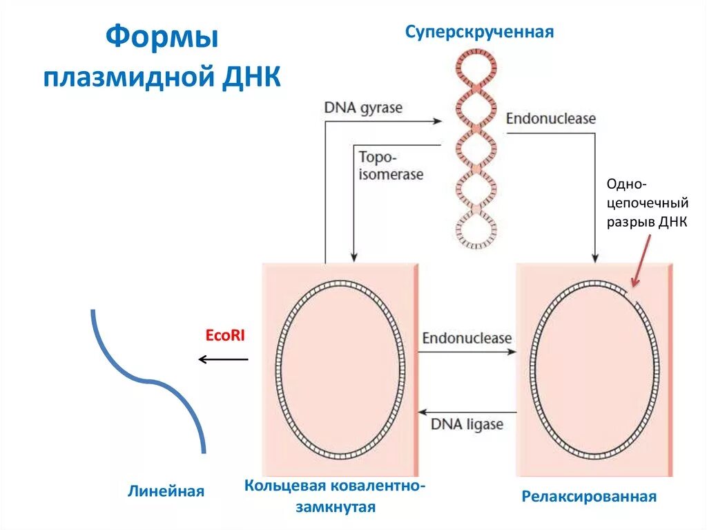 Кольцевые плазмиды. Кольцевые ДНК плазмиды. Формы плазмидной ДНК. Линейная форма плазмидной ДНК. Плазмида бактерий.