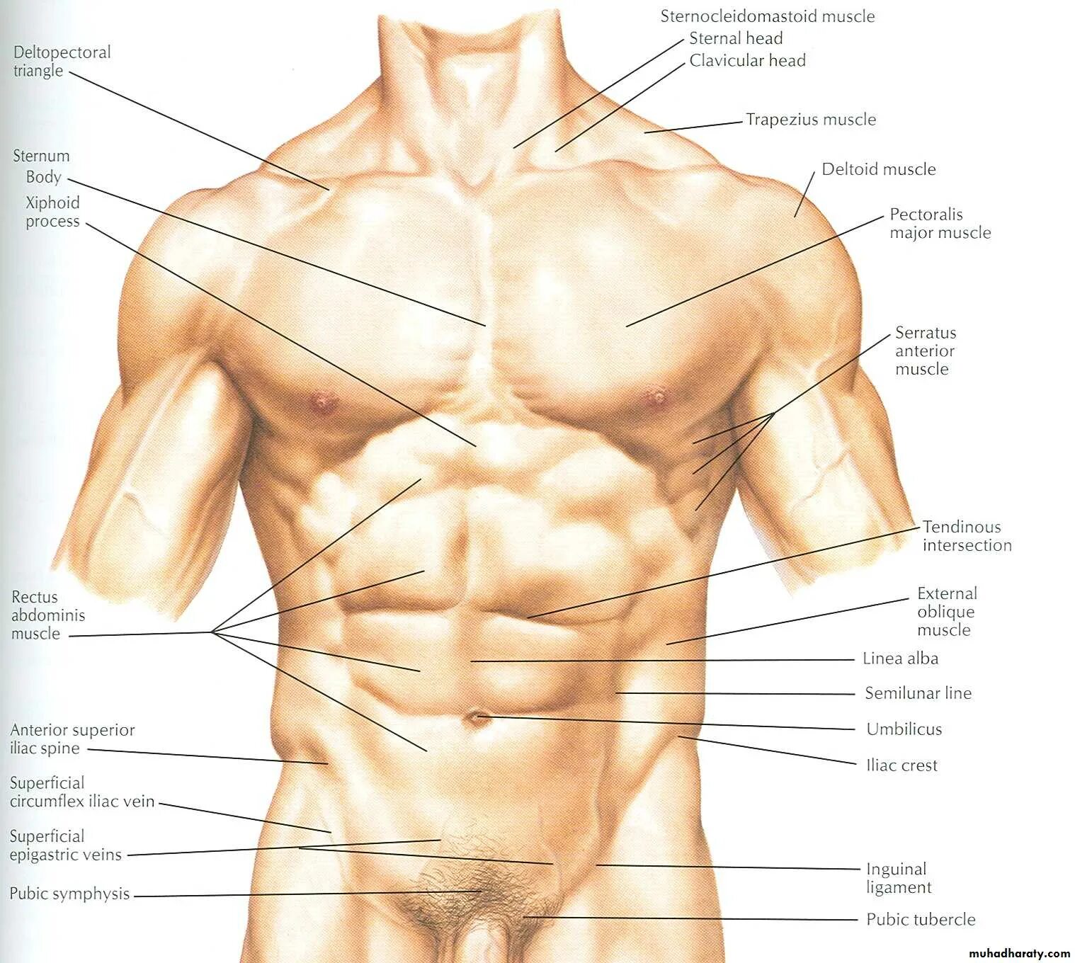 Мышцы торса анатомия. Торс мужчины анатомия. Анатомия мышц торса мужчины. Строение мужского лобка. Какая часть тела увеличивается