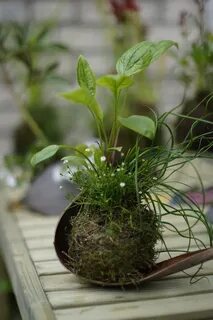Tiny plants