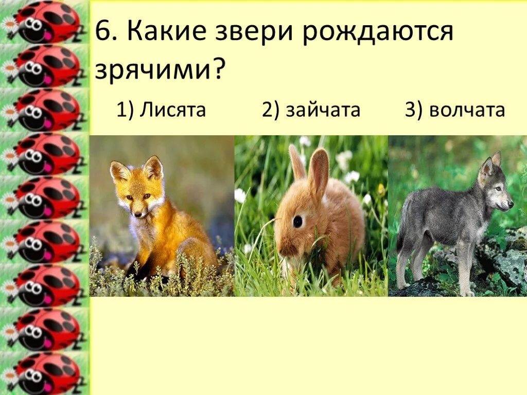 Зайчонок и Волчонок. На площадке молодняка 5 волчат а лисят на 2 меньше. Площадка молодняка лисят. Какие животные рождаются 24. На площадке молодняка играли 5 волчат