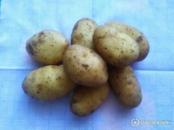 Картофель джувел описание сорта Фитостудия-63.ру