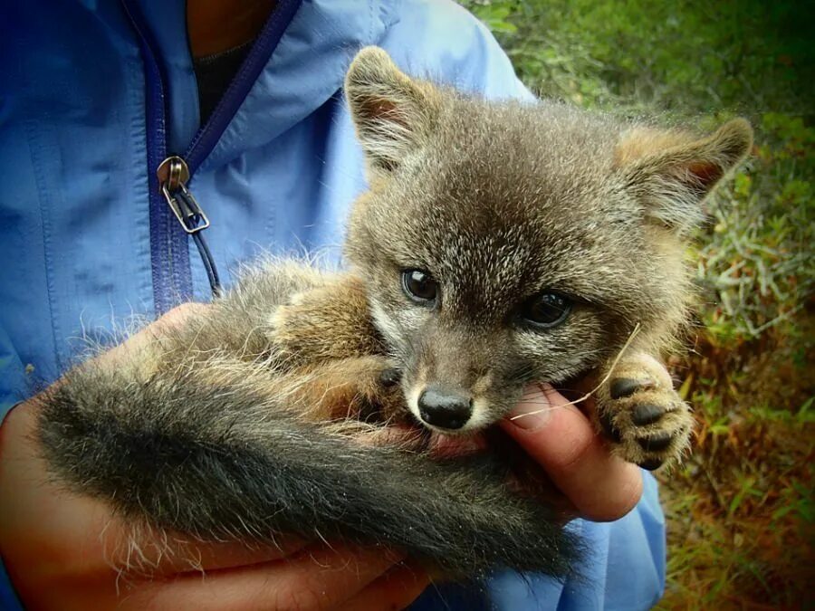 Древесная лисица. Эфиопская лисица. Island Fox. Island Foxes Puppies.