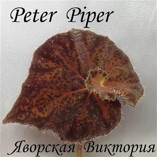 Бегония картинки с названиями