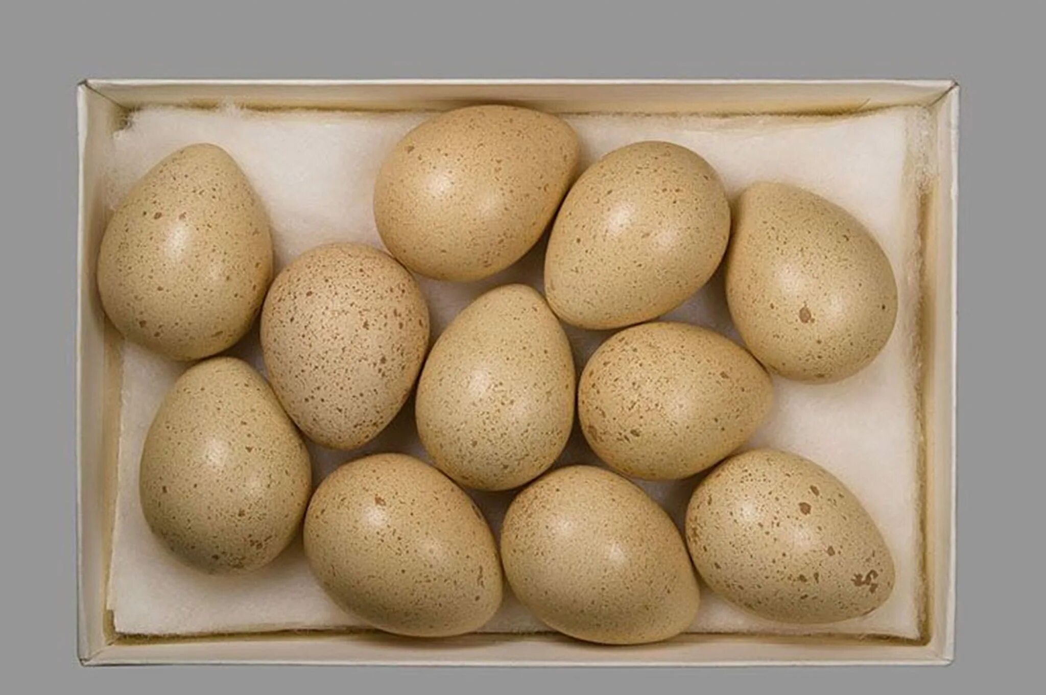 Яйца фазана купить. Яйцо куропатки инкубационное. Серая куропатка яйца. Куропатки кеклика яйца. Яйцо фазана.