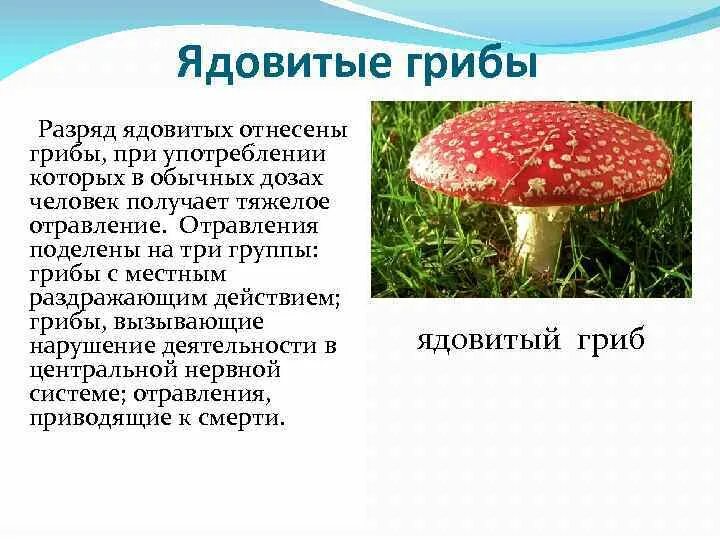Информация о ядовитых грибах для 2 класса. Ядовитые грибы доклад. Сообщение о ядовитых грибах. Презентация на тему ядовитые грибы.