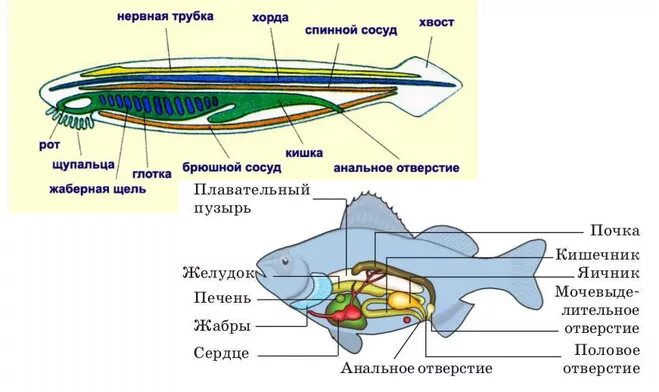 схема внутреннего строения ланцетника. тип хордовые подтип бесчерепные класс головохордовые таблица. бесчерепные хордовые кровеносная система. бесчерепные и черепные таблица. отличительные признаки черепных и бесчерепных рыб.