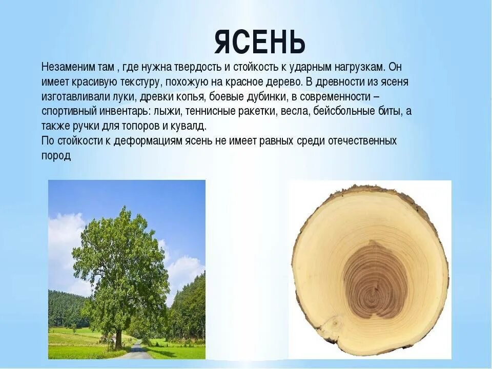 Какие породы деревьев растут