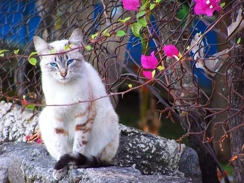 Охос азулес кошка-описание породы с фото и цена котенка
