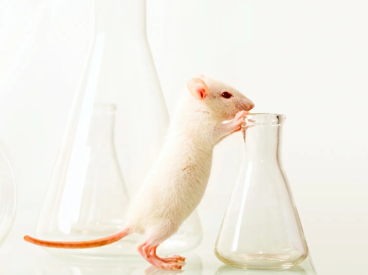 Экспериментальная мышь. Лабораторная крыса. Лабораторные мыши. Мыши в лаборатории. Опыты на мышах.