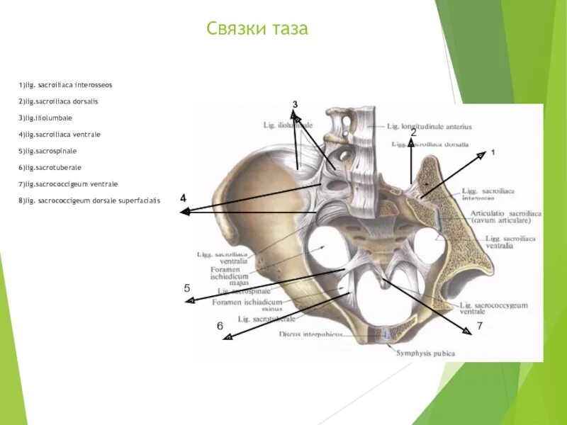 Крестцово копчиковый сустав анатомия. Глубокая крестцово копчиковая связка латынь. Крестцово копчиковая мемеьрана. Крестцово копчиковый сустав связки. Строение крестцово-подвздошного сустава.