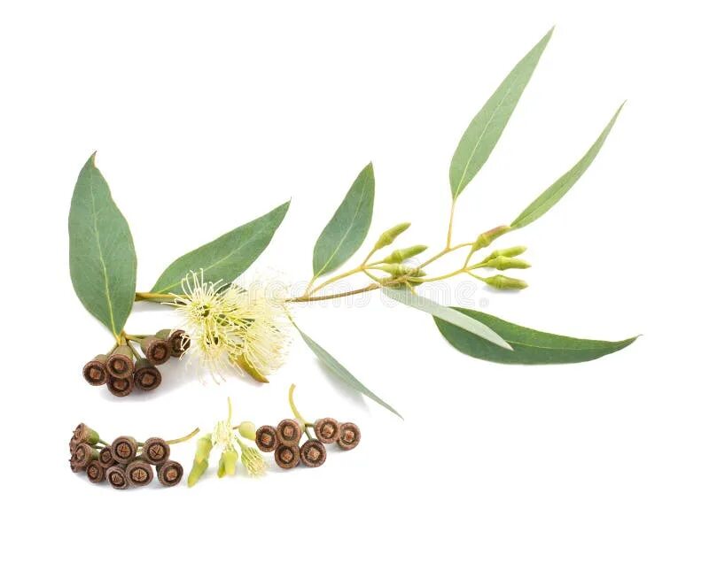 Эвкалипт как пользоваться. Листья эвкалипта прутовидного сырье. eucalyptus citriodora. eucalyptus globulus. эвкалиптовая смола.