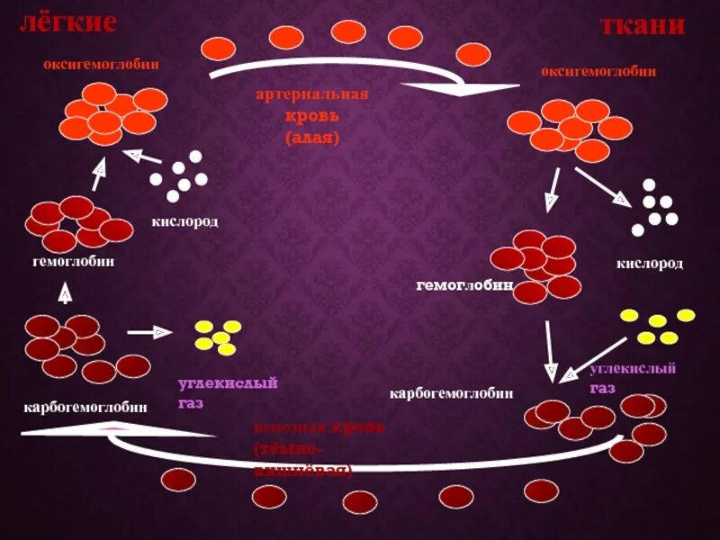 Гемоглобин какая ткань. Гемоглобин кислород о2 оксигемоглобин. Карбогемоглобин. Оксигемоглобин и карбогемоглобин. Оксигемоглабин Карбгемо.