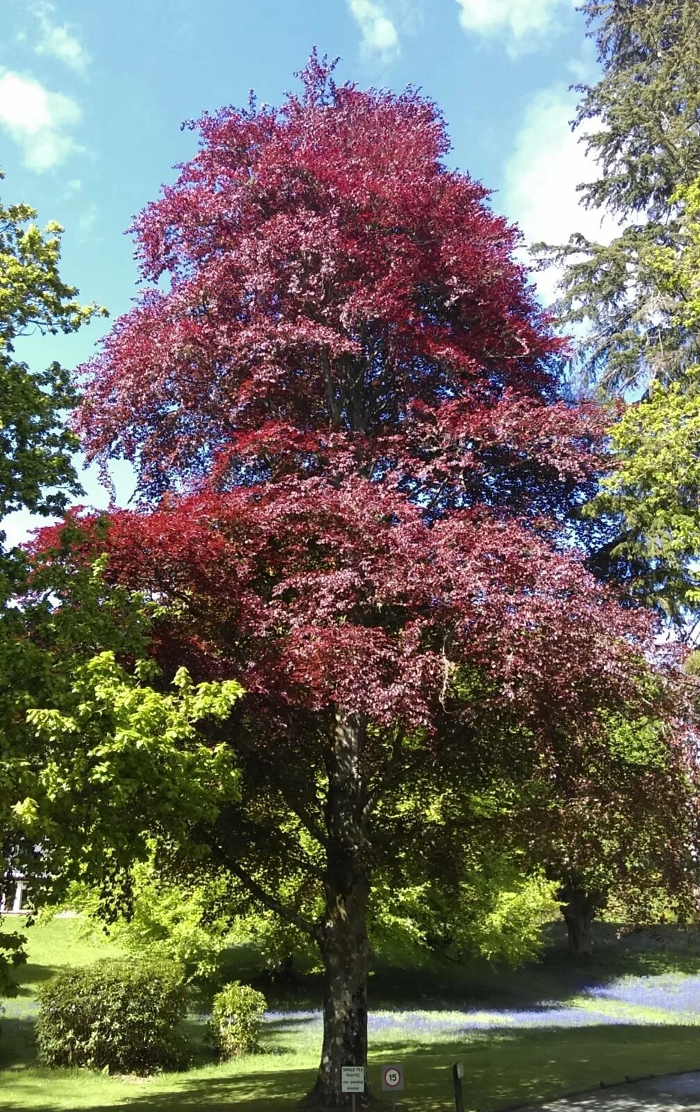 Дуб шарлаховый Quercus coccinea. Клен Атропурпуреа. Дуб канадский краснолистный. Береза краснолистная повислая. Красно черешчатый дуб