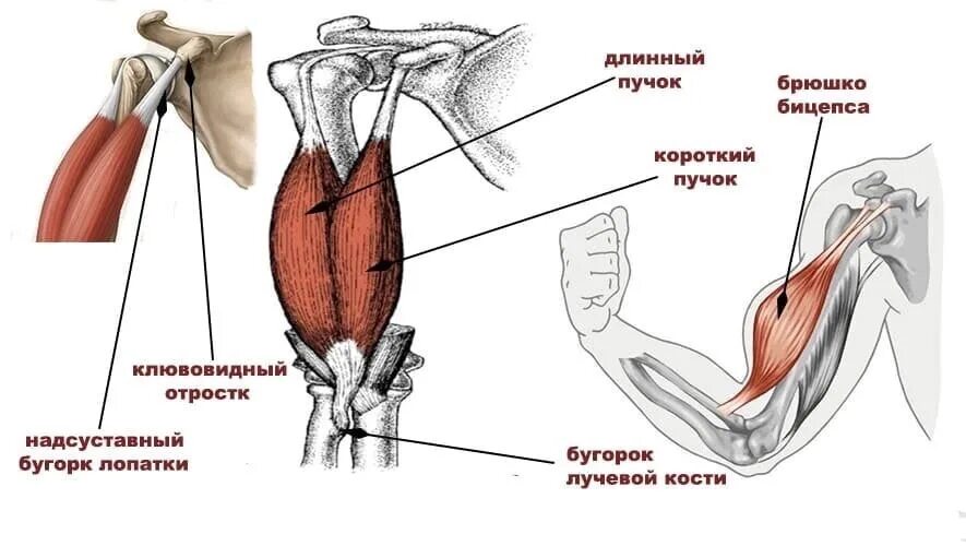 К чему крепится бицепс