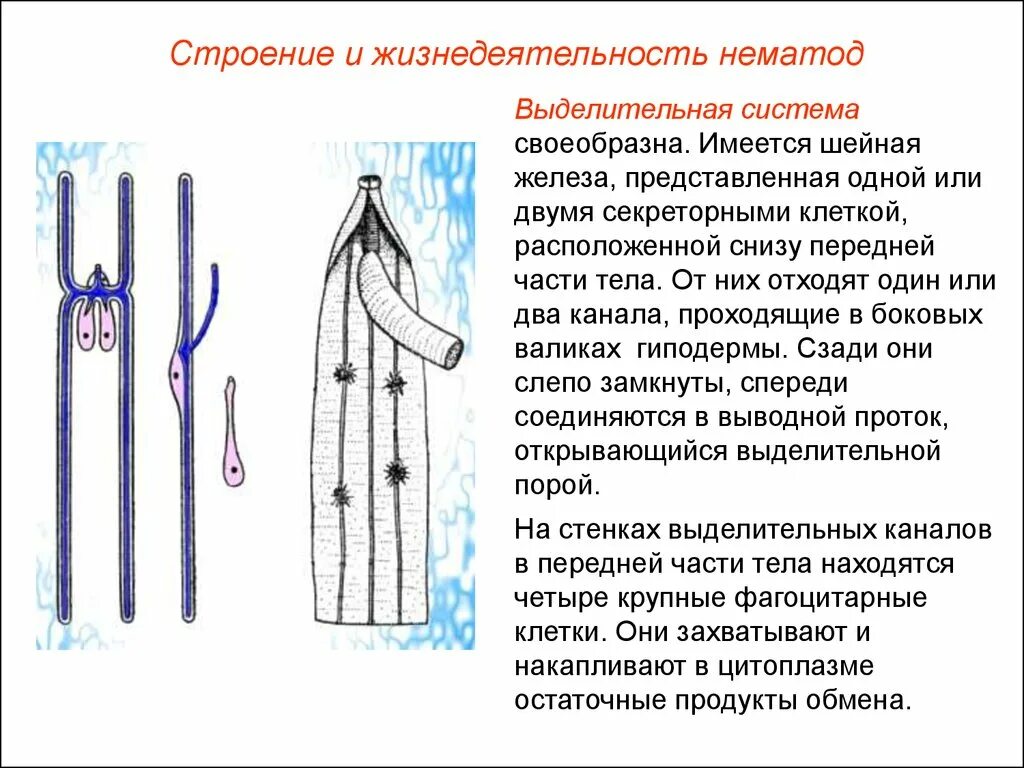 Круглые черви выделительная система 7 класс. Тип круглые черви выделение. Тип круглые черви выделительная система. Выделительная система кргулыхчервей. Особенности выделительной системы у круглых червей.