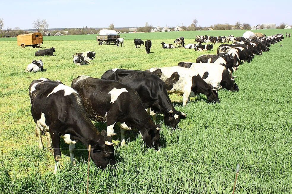 Система крс. Анатомия коровы лимфатическая система. Стойлово пастбищная система крс. Лимфатические узлы крупного рогатого скота. Система крс.