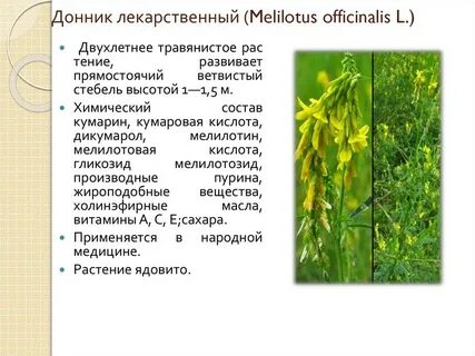 Донник желтый применение