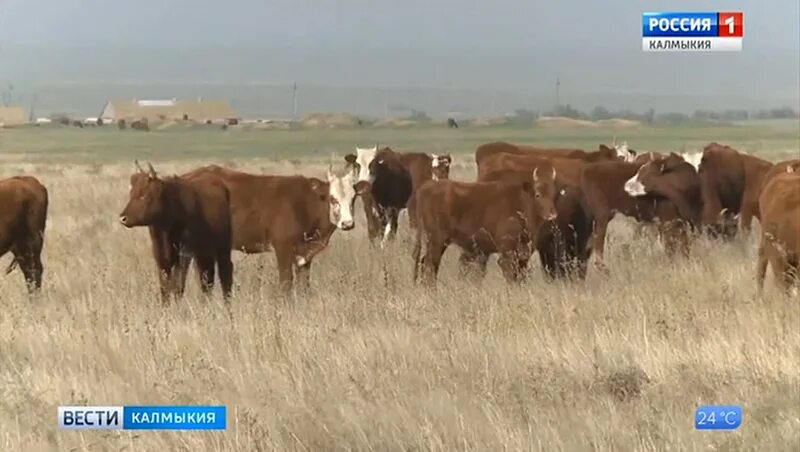 Скот калмыкии. Сельское хозяйство калмыкии. республика калмыкия скот. калмыцкий скот. скотоводство в бурятии.