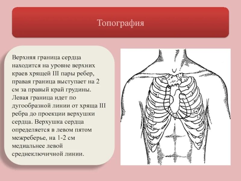 Где расположена верхнее. Сердце в грудной клетке анатомия. Топография ребер грудной клетки. Топография сердца границы. Анатомические границы сердца.