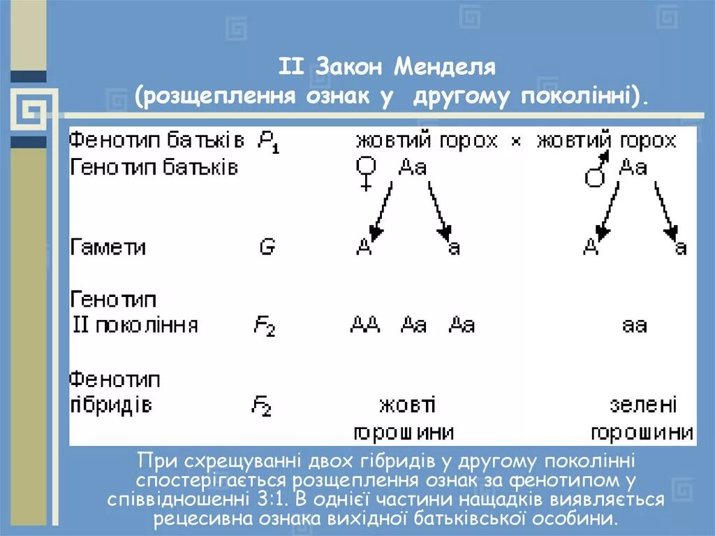 Первый закон Менделя. Второй закон Менделя схема. 3 Закон Менделя. Законы Менделя схема.