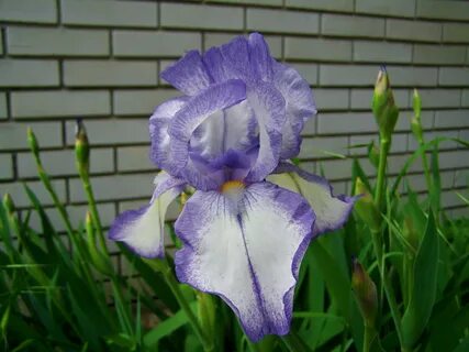 Bzigo iris