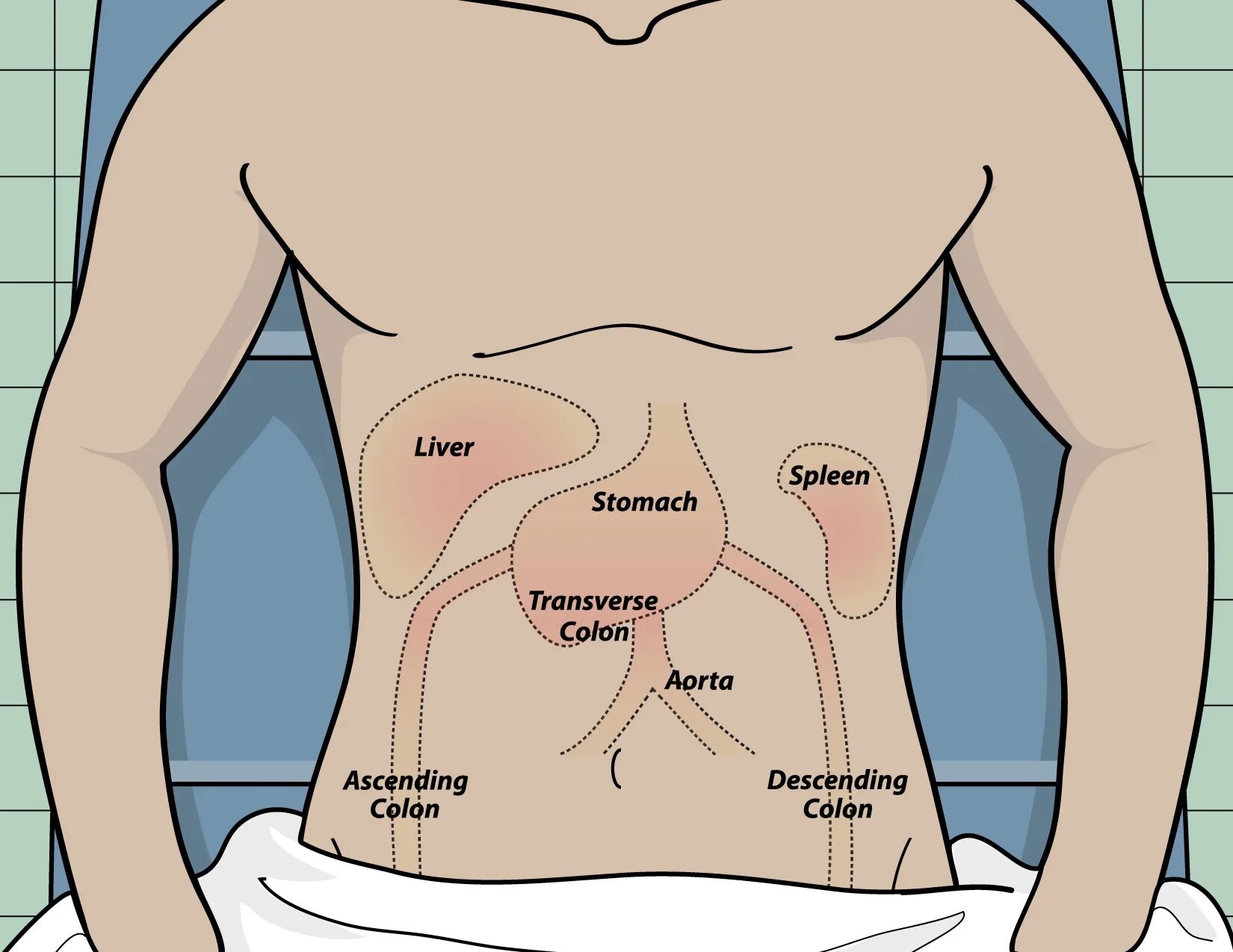 Симптомы селезенки боли в левом. Селезенка справа или слева. Расположение селезенки. Внутренние органы селезенка.