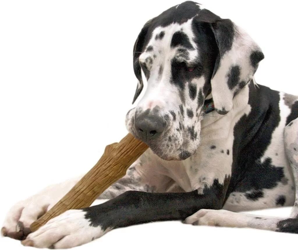 на крыльце черный щенок. собака лабрадор щенок черно белый. чёрный щенок лабрадора с голубыми глазами. лабрадор ретривер черный щенок. собака на крыльце.