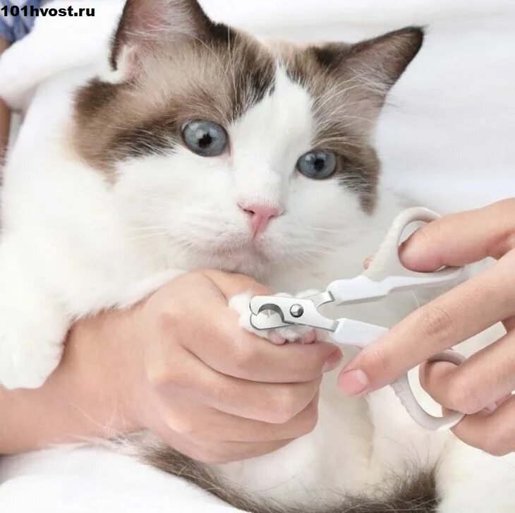 Когда можно стричь ногти котенку. Когда можно стричь ногти котенку