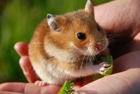 hamster na mão comendo.