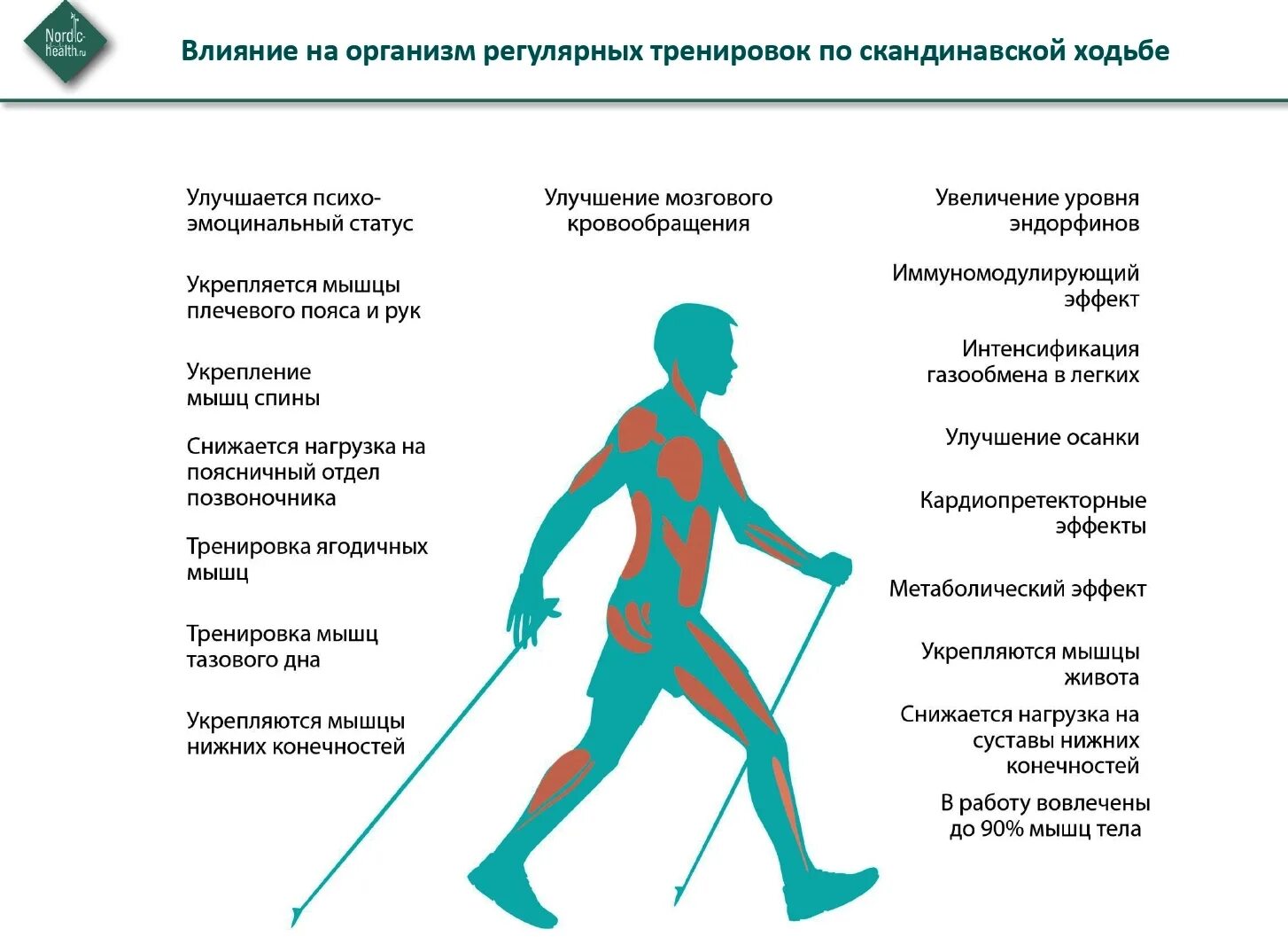 Как правильно ходить мужчине. Скандинавская ходьба влияние на организм. Влияние скандинавской ходьбы на организм человека. Техника скандинавской ходьбы. Скандинавская ходьба мышцы.