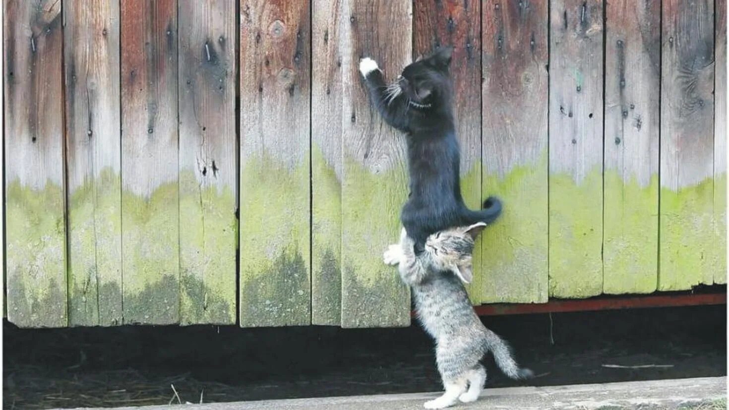 Кот на заборе. Смешные картинки с животными. Настоящий друг. Котик на заборе. Животные чуть чуть