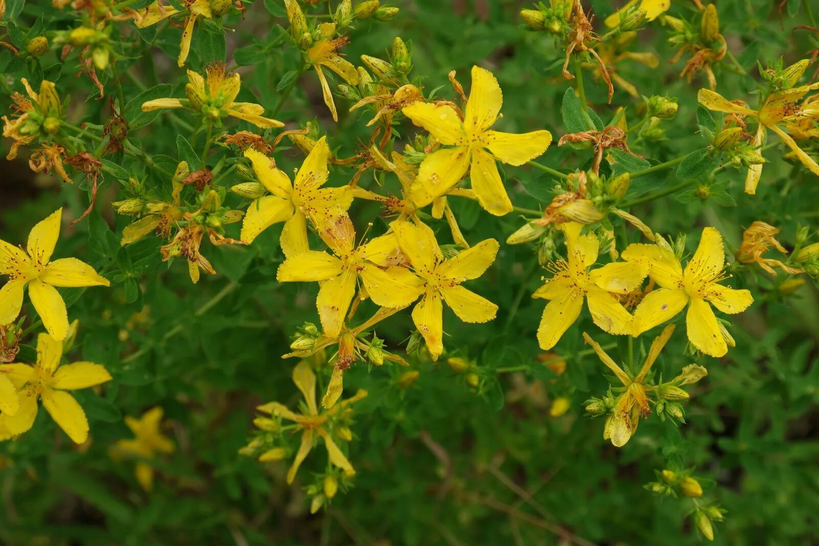 Зверобой продырявленный (обыкновенный). Зверобой продырявленный (Hypericum perforatum). Зверобой продырявленный (обыкновенный) - Hypericum perforatum l.. Зверобой обыкновенный Hypericum perforatum.