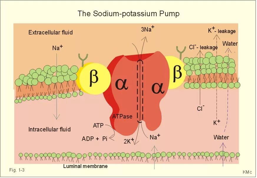 Натрий атф. Строение натрий калиевого насоса. Схема работы натрий калиевого насоса. Натрий-калиевая аденозинтрифосфатаза натрий-калиевый насос. Калий натриевый насос схема.