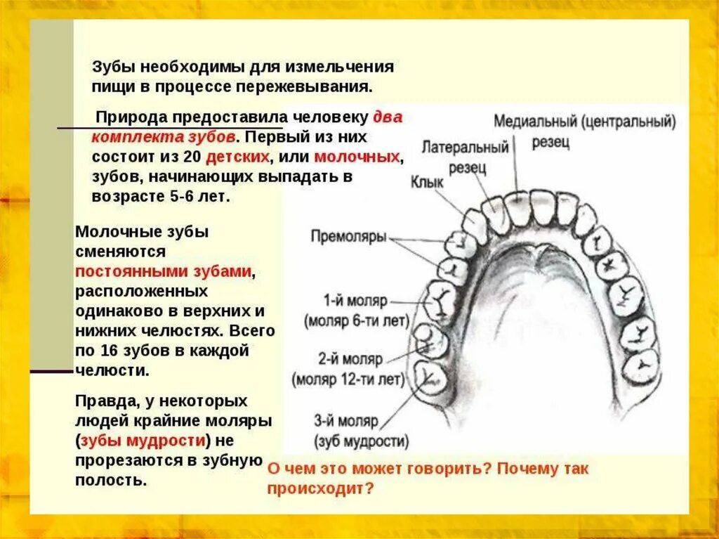 Названия зубов человека. Зубы человека. Название зубов. Челюсть название зубов. Зубной ряд название зубов.