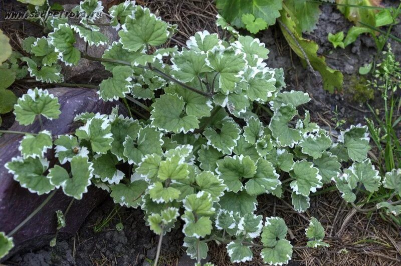 Фотографии будры плющевидной (Glechoma hederacea) Ландшафтный дизайн Фотоальбом 