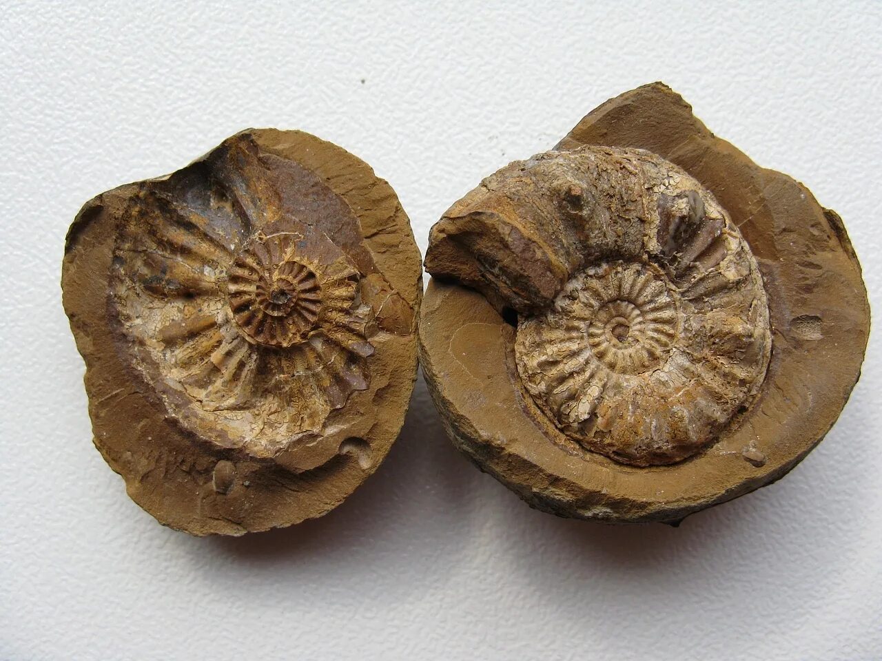 Древние окаменелости. Окаменелые моллюски аммониты. Fossil окаменелости. Древние окаменелости. Древние окаменелости.